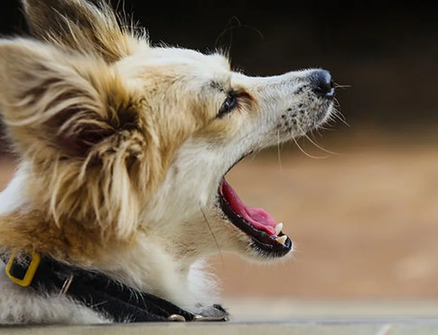 Understanding Anxiety