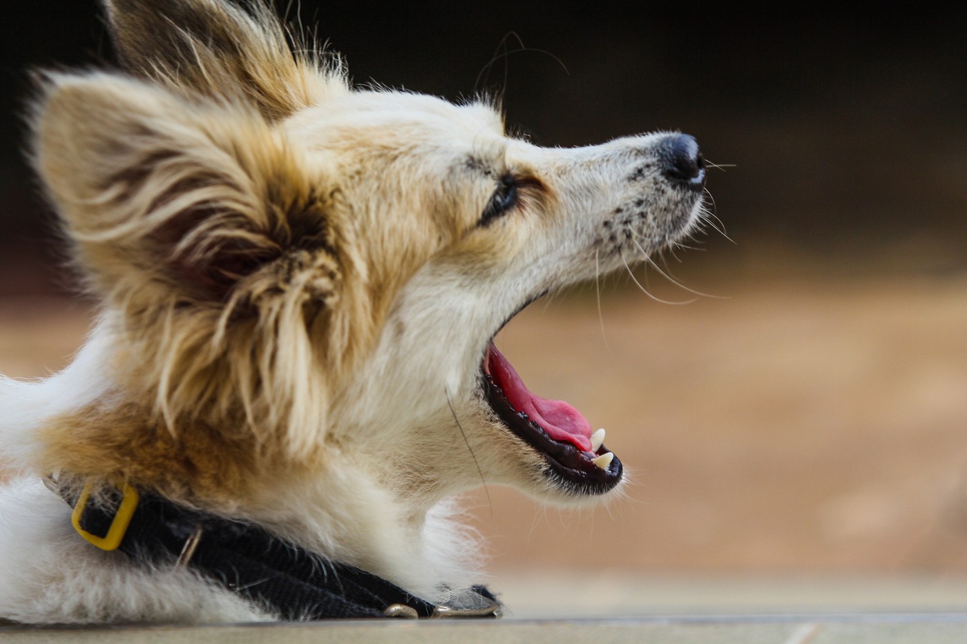 Understanding Anxiety: Real Threats vs Imagined Fears